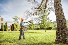 Best Tree Maintenance Programs  in Jasper, TN